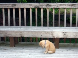 A-Sad-Puppy