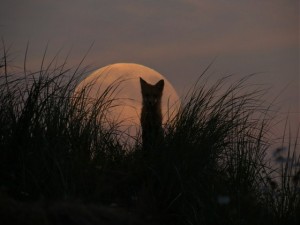 The Fox and the Moon Photo credit  © 2013 Tamara Fraser