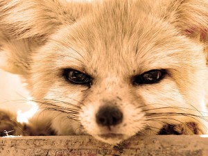 Angry Fennec Fox Photo © Genius Beauty